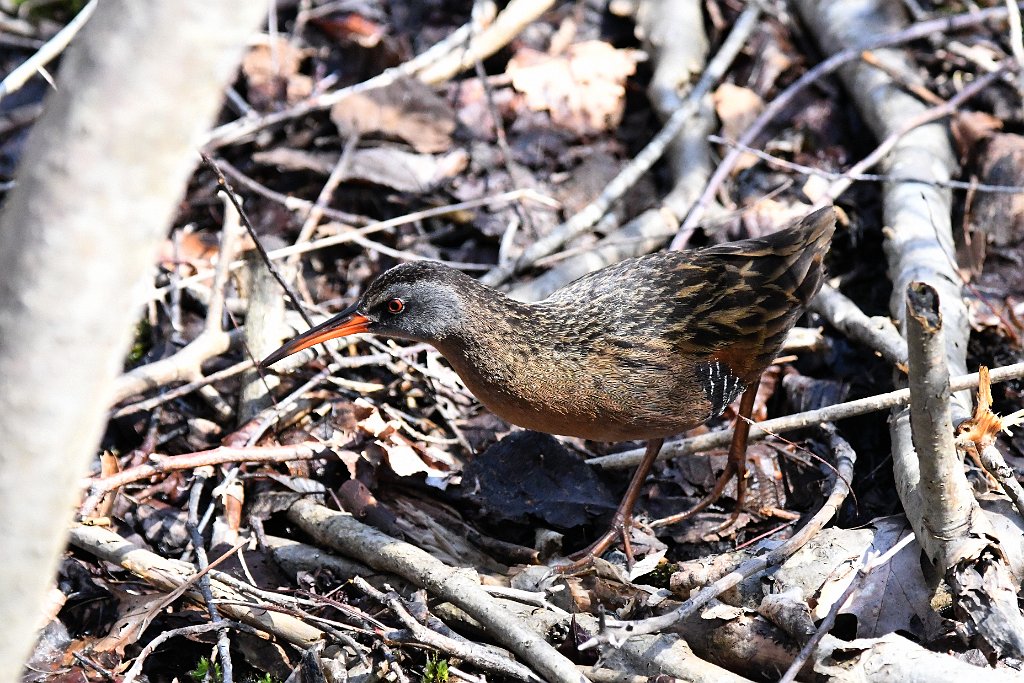 Rail, Virginia, 2018-04210069 Parker River NWR, MA.JPG - Virginia Rail. Parker River National Wildlife Refuge, MA, 4-21-2018